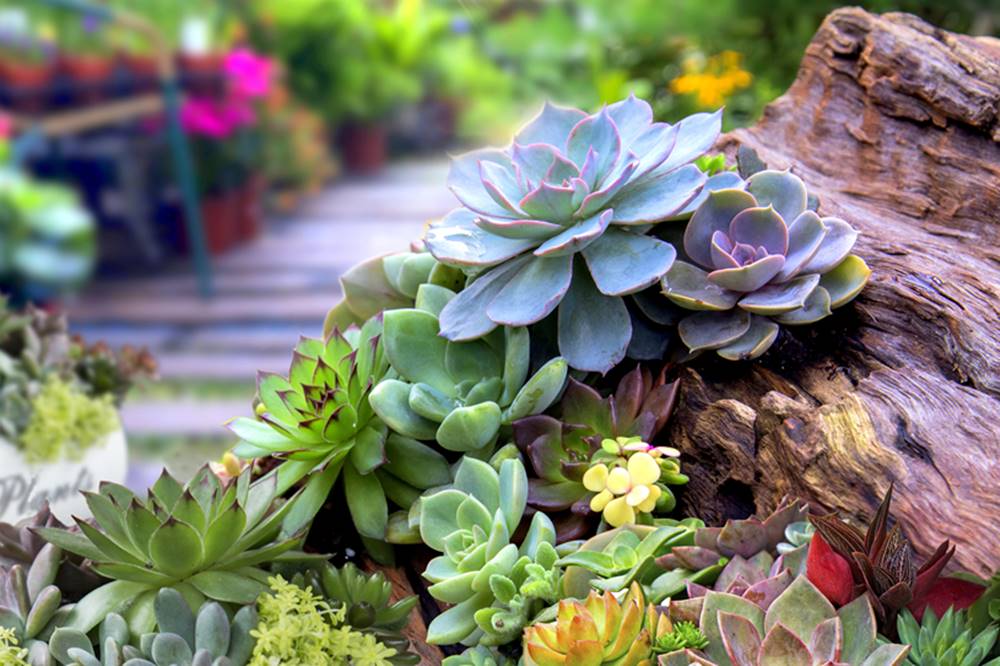 SAWI Gartengestaltung - Ihr Gartengestalter in Wels 
