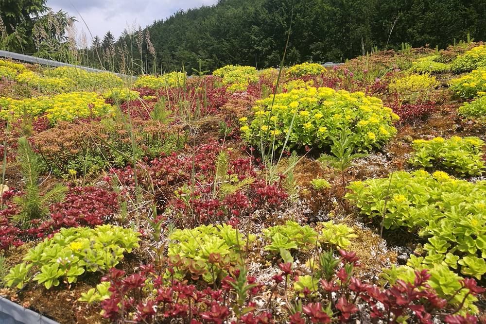 SAWI Gartengestaltung - Ihr Gartengestalter in Wels 